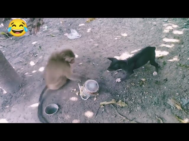 Monkey vs dog real fight | funny dog vs monkey video l funny video l comedy videos