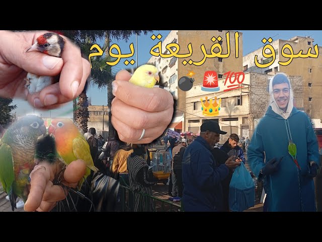 سوق القريعة يوم السبت 18/01/2025 لجميع عشاق طيور الزينة بأثمنة مناسبة جداً 🤯🔥🪺💯👑#سوق_القريعة