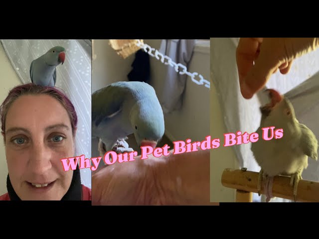 🐦Why Birds Bite Us #indianparrot #birds #parrotlovers #indianringneckparrot #parrot #petbirds