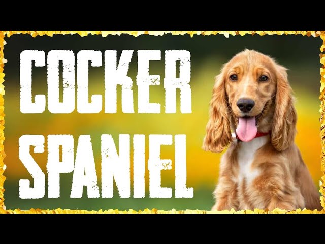 DOG MUSIC: Relaxing music for Cocker Spaniels ~ Soothing Music for Dogs