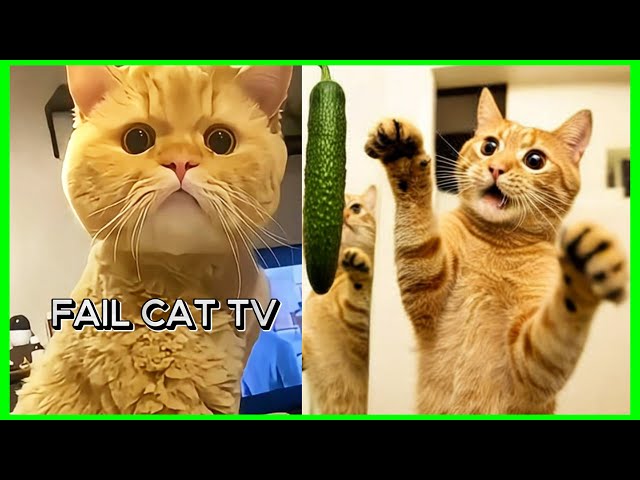 Hilarious Cat Fails Compilation - Funny DIY Toy Mishaps & Daily Clumsiness Part 4