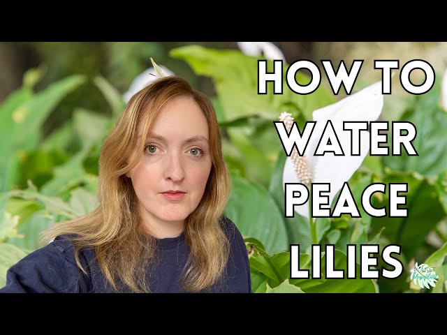 How to Water Peace Lilies