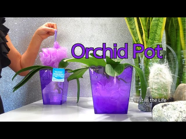 Super Simple Way Make Orchid's Pot Grow In Water | How To Trim Orchid's Dead Root | Merry Christmas