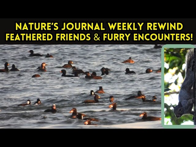 From Honks to Chatter: A Weekly Wildlife Rewind