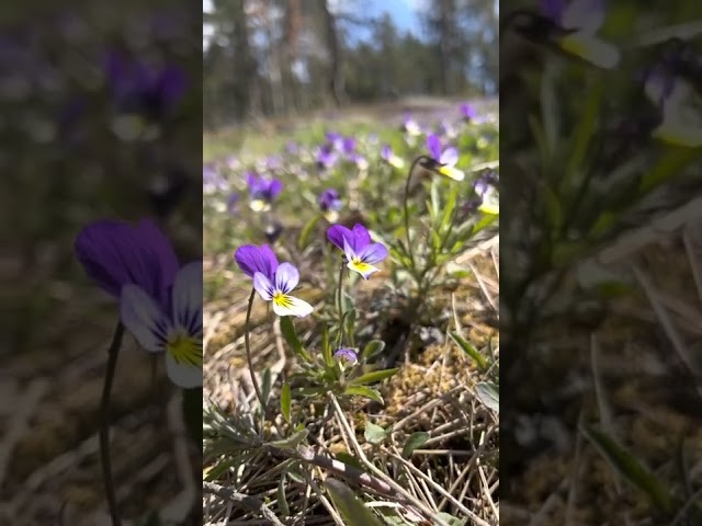 お花Hill of lovely blooms, fresh spring flowers, sunny day, birds chirp 春になった