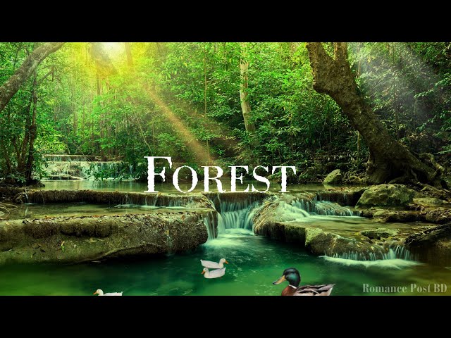 Forest Background Video | No Copyright Music | Relaxing Nature Scenery | Free Stock Footage