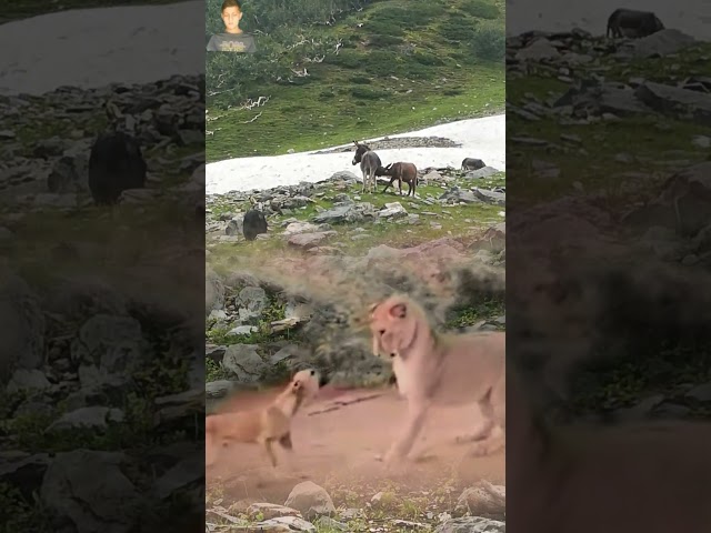 Red Brown Dog And Brown Lion