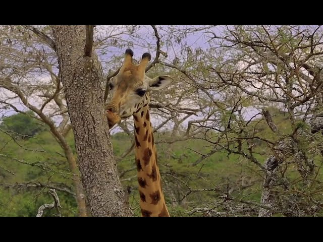 Mburo Wild Xperience 2022 Episode 2 NBS Travel Show