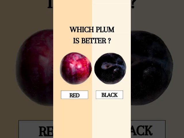 Is RED or BLACK plum better? #fruit #stonefruit #facts #healthyfood #plum #tips #foodfacts #fruits