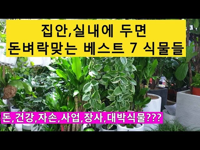 부자가 되려면 키워야 할, 돈 들어오는 7가지 대박식물!!! (7 Plants That Give You Good Luck)