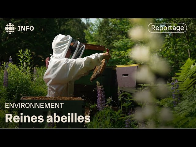 Une vie dédiée aux reines abeilles : on a suivi une des rares éleveuses au Québec | La semaine verte