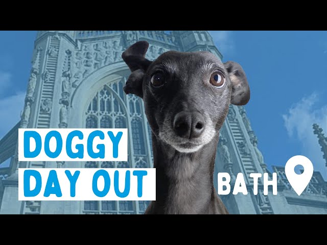 Day out in Bath with Jess the Worried Whippet || VLOG #1