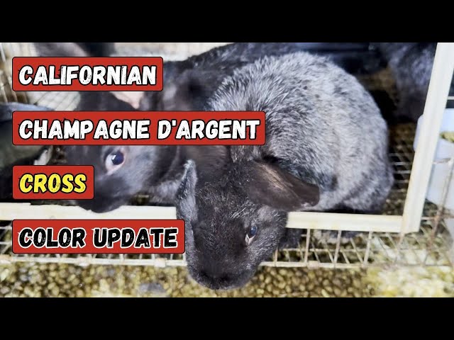 Color Update on Californian x Champagne D'Argent Cross. Was your guess right?