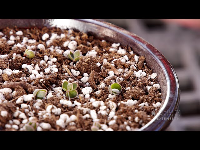 Making Potting Mix | From the Ground Up