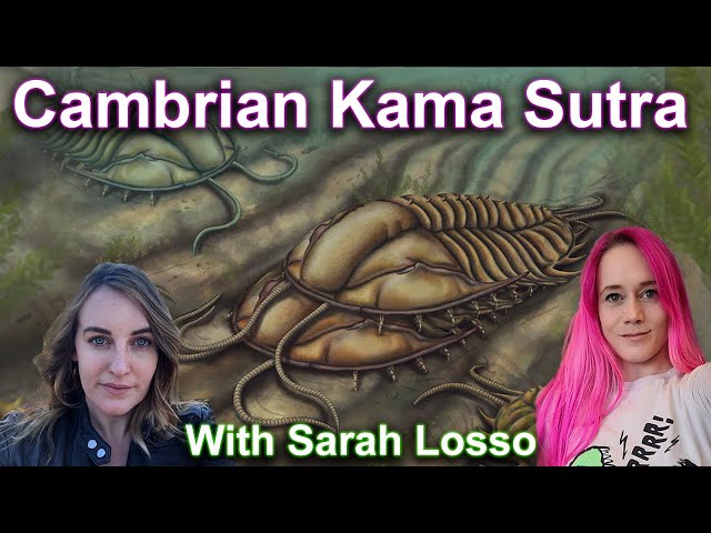 Cambrian Kama Sutra - Claspers reveal Trilobites favorite positions