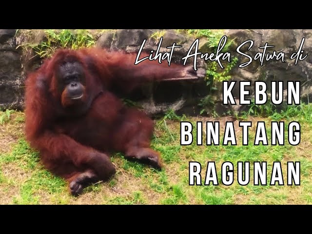 Ragunan: Menjelajahi Surga Satwa di Ibukota