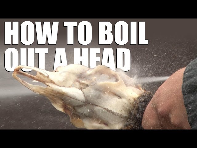 How to boil out a head