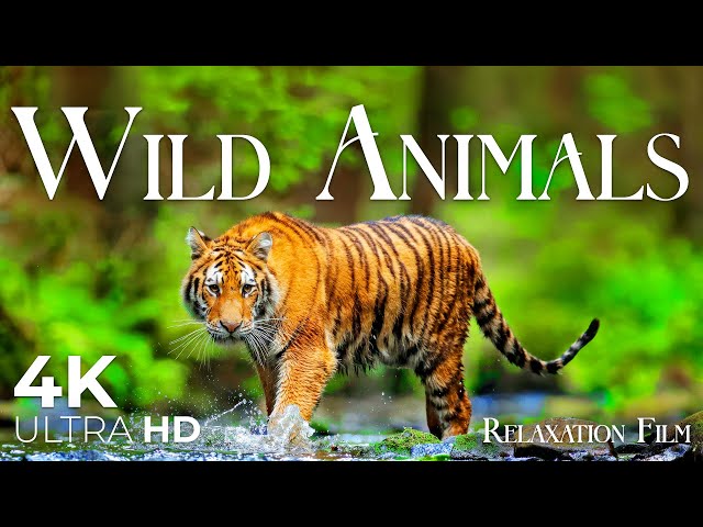 Wild Animals 4K - Wildlife Relaxation Film with Peaceful Relaxing Music - Video Ultra HD