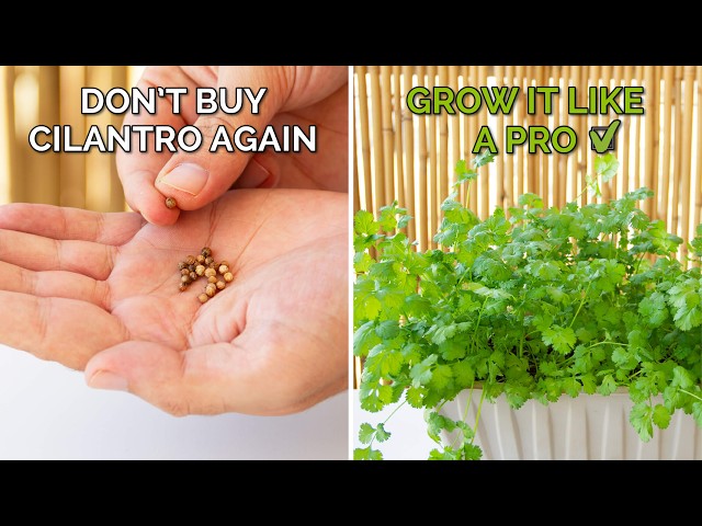 How to Grow Cilantro (Coriander) in Pots | From Seed to Continuous Harvest