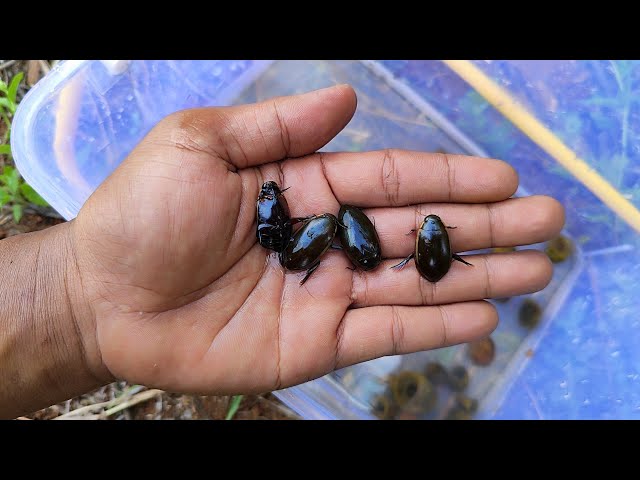 I was hungry when looking for and observing water beetles and golden snails in the rice fields