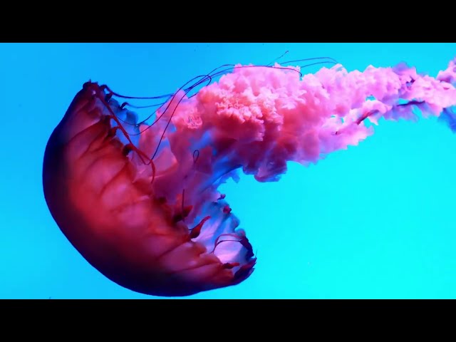 Underwater Cinema music 🐳Relaxing, Colorful Sea Life Video