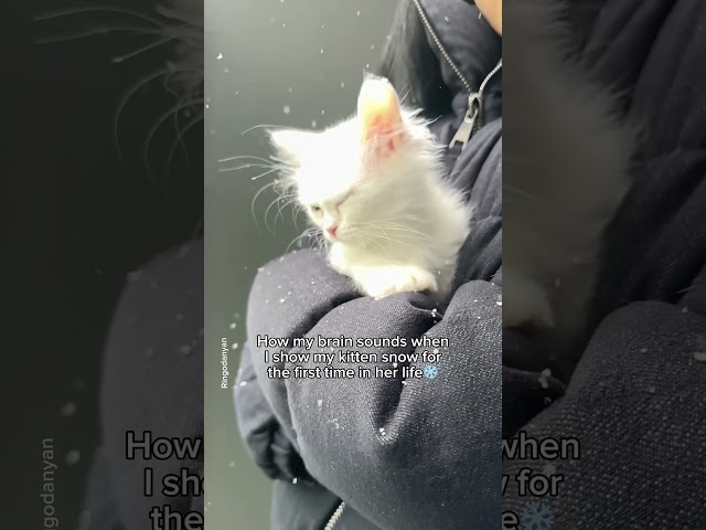 The special moment when my cat experiences snow for the first time🥹❄ #shorts #cat #funny