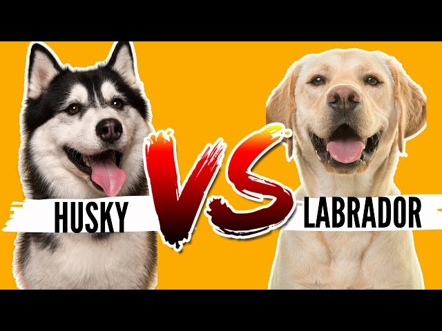 Siberian Husky VS Labrador Retriever- Which Breed is Best For You?