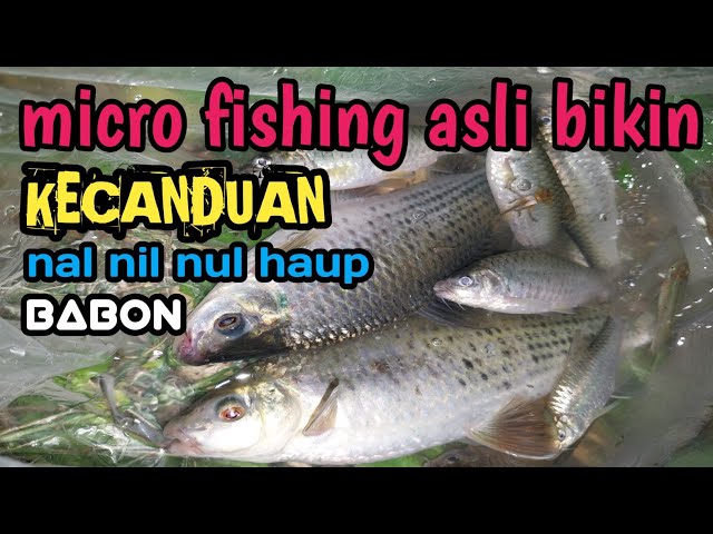 Spot mancing wader di denpasar anti boncos❗️micro fishing