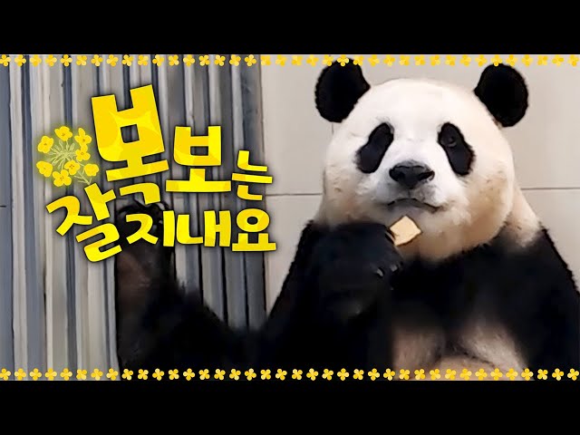 (SUB) Phone Call With Panda Fubao Adapting To China Well 🐼│Panda World