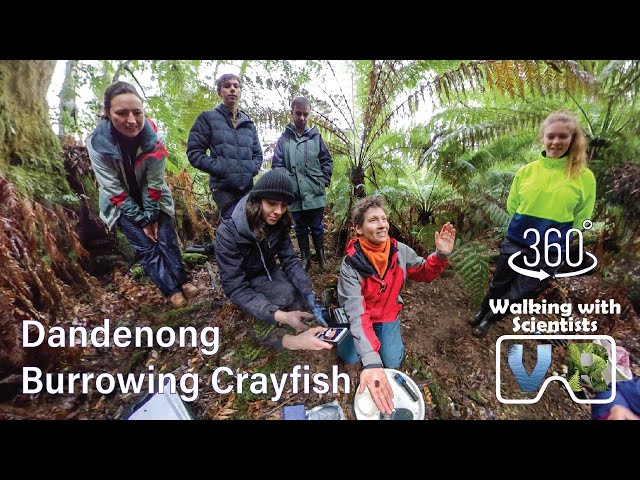 Dandenong Burrowing Crayfish - a secretive little life | VR 360 | Walking with Scientists