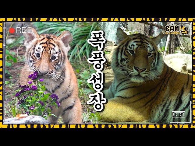 (SUB) Comparison Baby Tiger! When She Was Young VS Now│Tiger Valley🐯