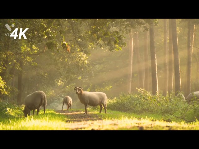 4K video ultra HD | 8K video ultra Relaxing music with Beautiful Nature | 4K Service