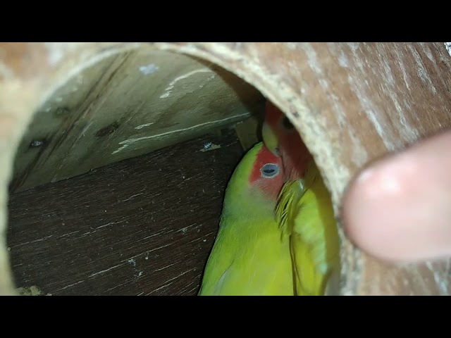 Love bird breading