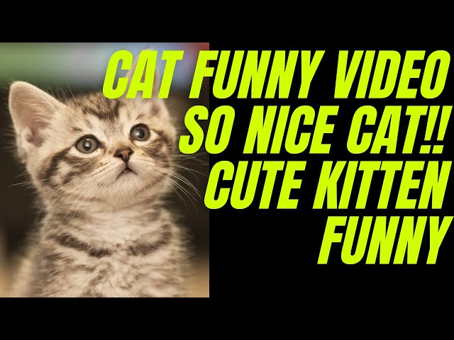 cat funny video so nice cat!! cute kitten funny