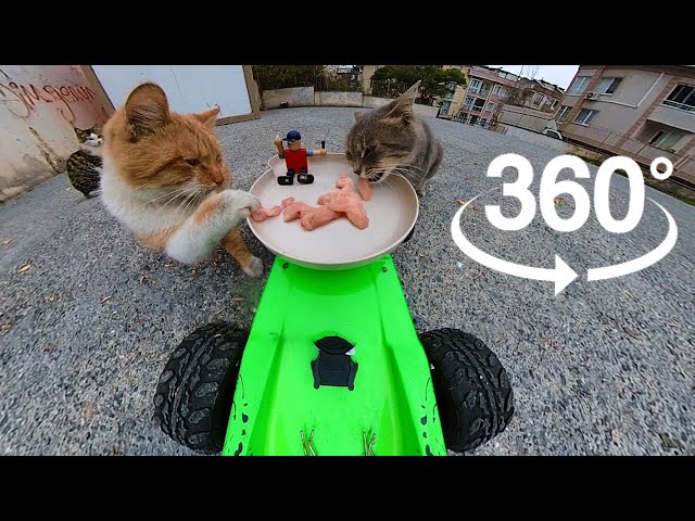 360° Cat Adventure: Food Service to Cats with RC Car 🚗🍽️🐱