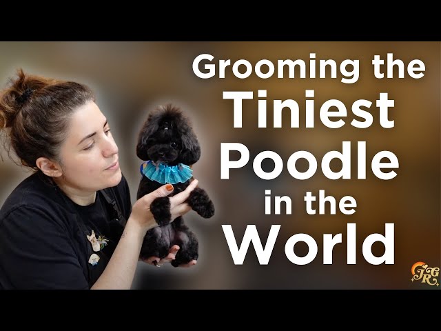 I Groomed the Tiniest Poodle in the World