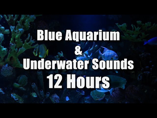 🐟 Blue Aquarium Fish Tank 🐠 | 12 Hours | Underwater Sounds for Relaxation, Sleep or Study