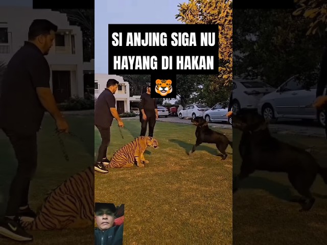 Harimau santuy  #shorts#remix #remixvidio #lion #bigcat #cuteanimals  #animals