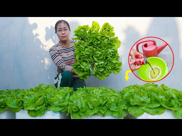 You’ll Be Surprised by This Smart Way to Grow Vegetables!