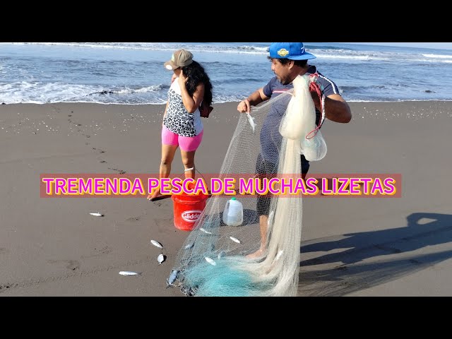 CÓMO SIEMPRE EN BUSCA DE LAS LIZETAS Y AGARRAMOS MUCHAS 🐠🐠🙏🙏🐟🌊😃🙏🐟