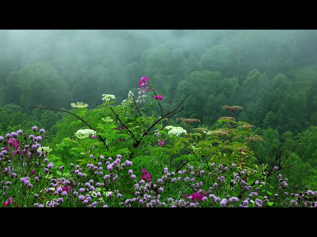 Rain Sounds with Tibetan Singing Bowls Sleep Music