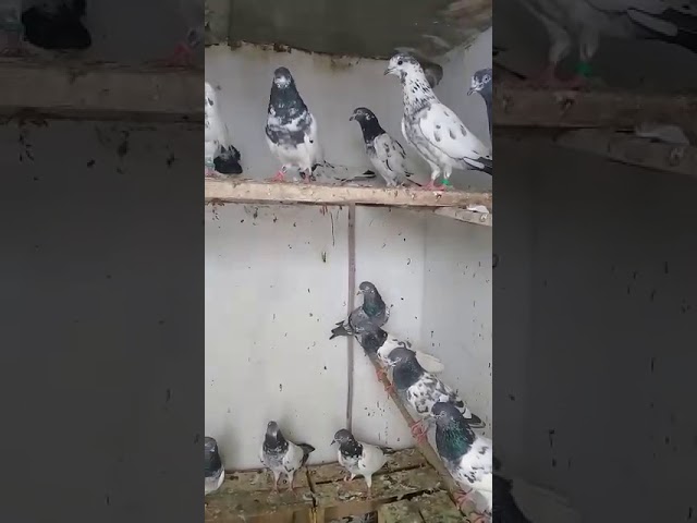 Pigeon for sale Islamabad ziamasjid