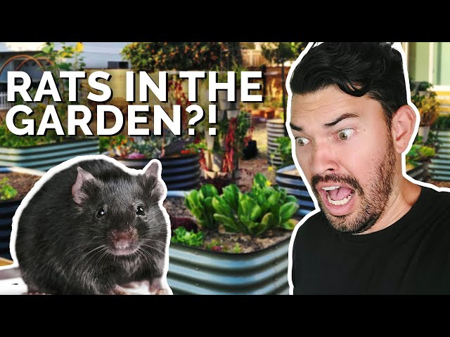 How to Prevent and Control RATS in Your Garden 🐀 😱