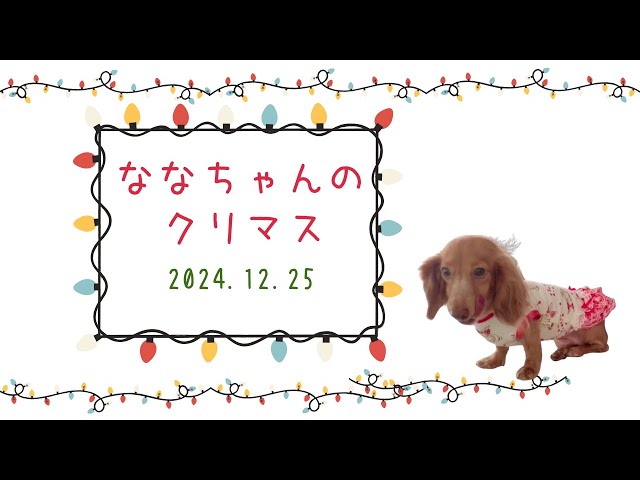 2024/12/25 ななちゃんのクリスマケーキと大好物😃🎄🎁🍰