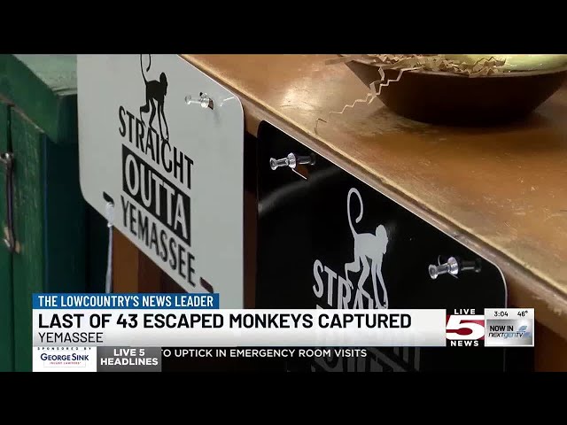 VIDEO: Final escaped monkey returns to Beaufort County research facility