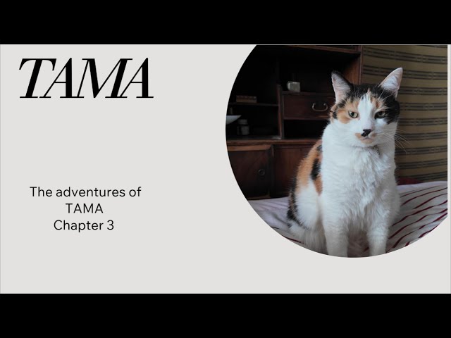 Life of TAMA