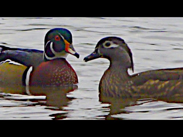 Discovering the Wood Duck: The Female and Her Unique and Bewitching Cry / 4K ULTRA HD HDR