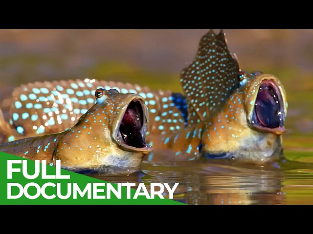 A Wildlife Odyssey - Southeast Asia's Island Paradise | Part 2 | Free Documentary Nature