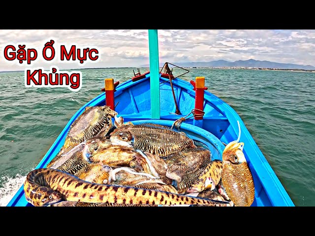 Phát Hiện Ổ Mực Nang To Đầu Mùa Lặn Biển Ở Những Gốc Chà Cụ Lâu Năm | P 615