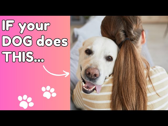 DISCOVER 11 Signs Your Dog Truly LOVES You 🩷